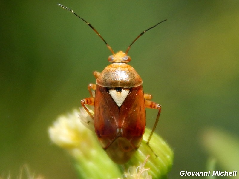 Miridae: Lygus pratensis del Parco del Ticino